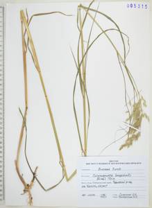 Вейник пурпурный (Trin.) Trin., Сибирь, Дальний Восток (S6) (Россия)