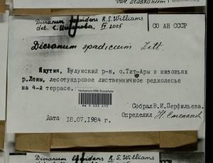 Dicranum laevidens R.S. Williams, Гербарий мохообразных, Мхи - Якутия (B19) (Россия)