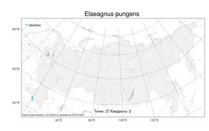 Elaeagnus pungens, Лох колючий Thunb., Атлас флоры России (FLORUS) (Россия)