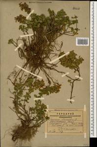 Дубровник обыкновенный L., Кавказ, Азербайджан (K6) (Азербайджан)