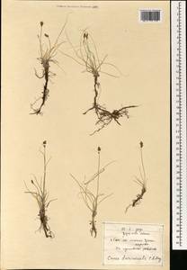 Осока твердоватая C.A.Mey., Монголия (MONG) (Монголия)