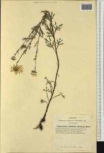 Хризантема Завадского, Сибирь, Алтай и Саяны (S2) (Россия)