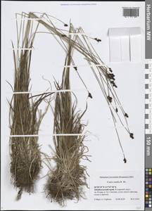 Осока средняя R.Br., Сибирь, Прибайкалье и Забайкалье (S4) (Россия)