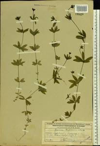 Подмаренник трехцветковый Michx., Восточная Европа, Волжско-Камский район (E7) (Россия)