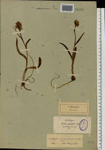 Dactylorhiza majalis subsp. lapponica (Laest. ex Hartm.) H.Sund., Восточная Европа, Северо-Западный район (E2) (Россия)