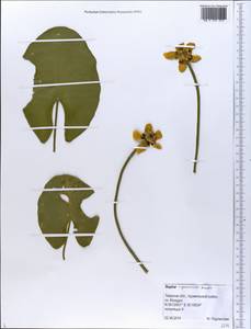 Nuphar ×spenneriana Gaudin, Восточная Европа, Северо-Западный район (E2) (Россия)