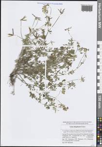 Lotus corniculatus subsp. corniculatus, Восточная Европа, Средневолжский район (E8) (Россия)
