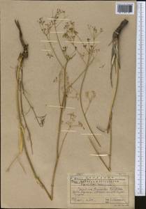 Галагания тонкорассеченная (Regel & Schmalh.) M. G. Vassiljeva & Pimenov, Средняя Азия и Казахстан, Западный Тянь-Шань и Каратау (M3) (Казахстан)