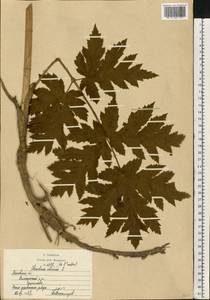Heracleum sphondylium subsp. sibiricum (L.) Simonk., Восточная Европа, Московская область и Москва (E4a) (Россия)