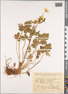 Лютик крупноцветковый L., Кавказ, Грузия (K4) (Грузия)