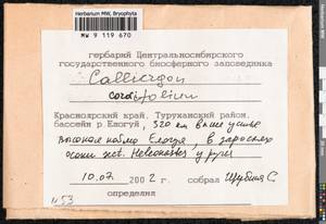 Calliergon cordifolium (Hedw.) Kindb., Гербарий мохообразных, Мхи - Красноярский край, Тыва и Хакасия (B17) (Россия)