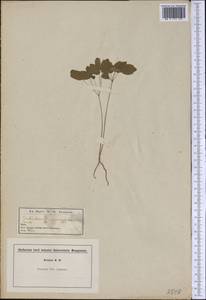 Thalictrum thalictroides (L.) A. J. Eames & B. Boivin, Америка (AMER) (Неизвестно)