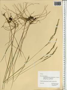 Овсяница, Восточная Европа, Центральный район (E4) (Россия)