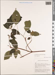 Boehmeria japonica (L. fil.) Miq., Зарубежная Азия (ASIA) (Вьетнам)