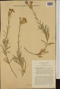 Dianthus rupicola, Западная Европа (EUR) (Италия)