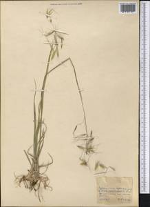 Овес, Средняя Азия и Казахстан, Копетдаг, Бадхыз, Малый и Большой Балхан (M1) (Туркмения)