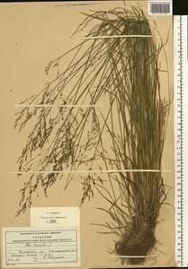Мятлик обыкновенный L., Восточная Европа, Московская область и Москва (E4a) (Россия)