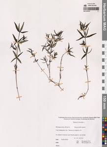 Подмаренник северный L., Сибирь, Чукотка и Камчатка (S7) (Россия)