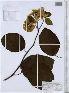 Magnoliopsida, Африка (AFR) (Эфиопия)