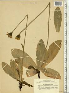 Trommsdorffia maculata (L.) Bernh., Восточная Европа, Московская область и Москва (E4a) (Россия)