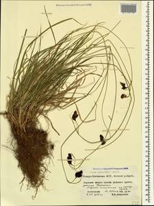 Carex aterrima subsp. medwedewii (Leskov) T.V.Egorova, Кавказ, Северная Осетия, Ингушетия и Чечня (K1c) (Россия)