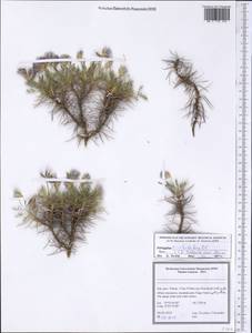 Astragalus hohenackeri Boiss., Зарубежная Азия (ASIA) (Иран)