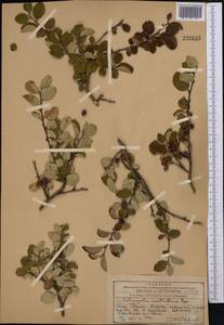 Кизильник черноплодный G.Lodd., Средняя Азия и Казахстан, Западный Тянь-Шань и Каратау (M3) (Казахстан)