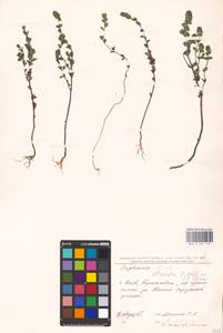 MHA 0 161 773, Очанка прямая J.P.Wolff ex J.F.Lehm., Восточная Европа, Северо-Украинский район (E11) (Украина)