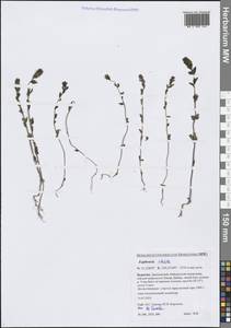 Очанка прямая J.P.Wolff ex J.F.Lehm., Сибирь, Прибайкалье и Забайкалье (S4) (Россия)