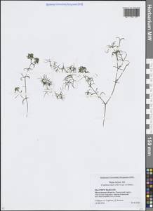 Наяда малая All., Восточная Европа, Московская область и Москва (E4a) (Россия)