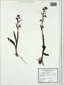 Ophrys scolopax Cav., Западная Европа (EUR) (Португалия)