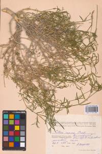 Смолевка приземистая M.Bieb., Восточная Европа, Нижневолжский район (E9) (Россия)