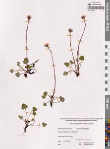 Эндоцеллион ледниковый (Ledeb.) Kuprian., Сибирь, Чукотка и Камчатка (S7) (Россия)