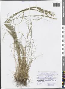 Овсяница валисская, Типчак Schleich. ex Gaudin, Кавказ, Черноморское побережье (от Новороссийска до Адлера) (K3) (Россия)