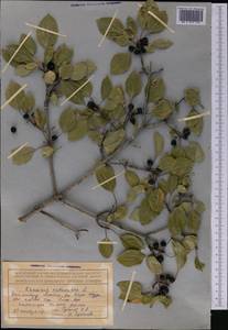 Жестер слабительный, Крушина слабительная L., Средняя Азия и Казахстан, Северный и Центральный Тянь-Шань (M4) (Казахстан)