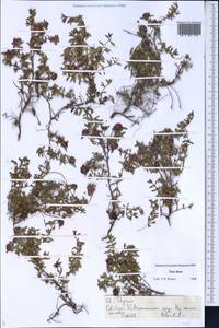 Чабрец, Средняя Азия и Казахстан, Северный и Центральный Тянь-Шань (M4) (Казахстан)