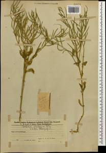 Сурепка подорожниковая DC., Кавказ, Азербайджан (K6) (Азербайджан)
