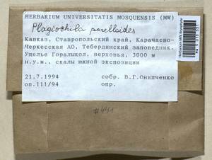 Plagiochila porelloides (Torr. ex Nees) Lindenb., Гербарий мохообразных, Мхи - Северный Кавказ и Предкавказье (B12) (Россия)