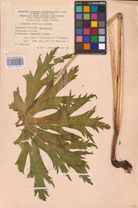 Борец северный Koelle, Восточная Европа, Восточный район (E10) (Россия)