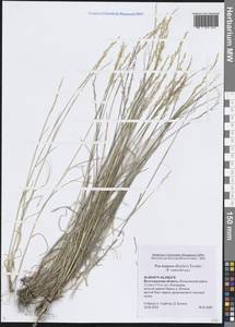 Мятлик разноцветный Besser, Восточная Европа, Нижневолжский район (E9) (Россия)