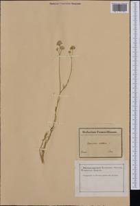 Gypsophila struthium, Западная Европа (EUR) (Франция)