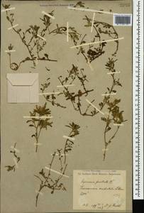 Saponaria prostrata subsp. prostrata, Кавказ, Грузия (K4) (Грузия)