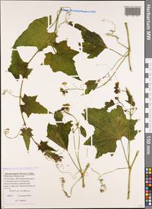 Переступень щетинистый Stev., Кавказ, Ставропольский край, Карачаево-Черкесия, Кабардино-Балкария (K1b) (Россия)