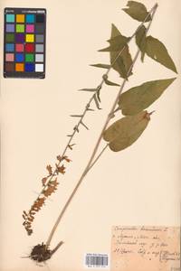 Колокольчик болонский L., Восточная Европа, Московская область и Москва (E4a) (Россия)