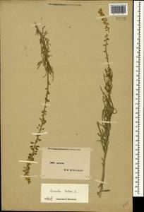 Резеда желтая L., Крым (KRYM) (Россия)