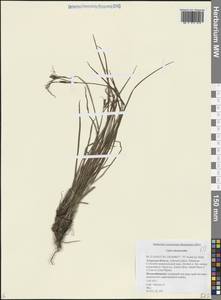 Осока элевзиновидная Turcz. ex Kunth, Сибирь, Дальний Восток (S6) (Россия)