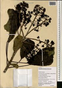 Neocussonia favargeri (Bernardi) Lowry, G. M. Plunkett, Gostel & Frodin, Африка (AFR) (Мадагаскар)