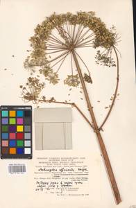 Дудник лекарственный, Дягиль лекарственный L., Восточная Европа, Московская область и Москва (E4a) (Россия)