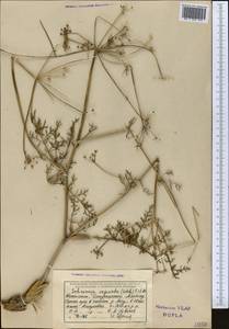 Шренкия влагалищная (Ledeb.) Fisch. & C.A.Mey., Средняя Азия и Казахстан, Джунгарский Алатау и Тарбагатай (M5) (Казахстан)