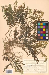 Астрагал альпийский L., Сибирь, Чукотка и Камчатка (S7) (Россия)